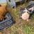 Kune kune piglets 3 thumbnail