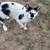 Free barn cats 1 thumbnail