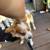 Chihuahua mix Rescue 6 thumbnail