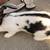 Checkered Giant Rabbits 1 thumbnail