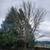 K RUSH TREE SERVICE AND LANDSCAPING LLC 14 thumbnail