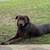 Free 1year old chocolate lab 2 thumbnail