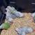 Pineapple Conure 1 thumbnail