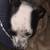 Lost dog 8 thumbnail