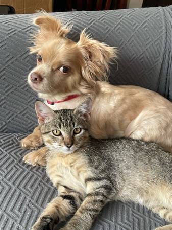 4 month male tabby, Free to a good home (Hoodsport)63874561047681123