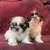 Shih Tzu puppies 1 thumbnail
