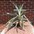 Ananas Comosus - Pineapple Plant 3 thumbnail