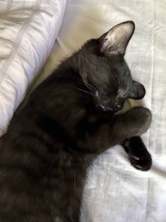 Cute & Cuddly Kittens Ready for Home! (Cincinnati)63925118862850124
