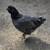 Pullets and Roos 3 thumbnail