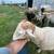 Young ewes 11 thumbnail