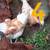 Buff orpinton x Crested cream legbar roosters 3 thumbnail