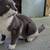 Are you missing a cute cat? 1 thumbnail