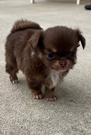 Chihuahua63979870065922120