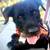 Male dog 1 thumbnail