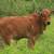 Steer Calf (Zebu) 1 thumbnail