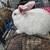 Rabbits 3 thumbnail