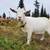 Nigerian Dwarf doe 1 thumbnail