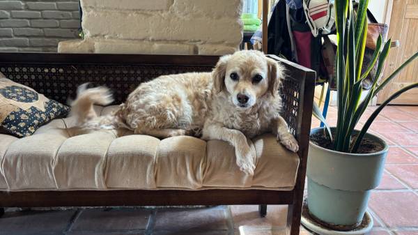 LOST Blond/Tan 25 lb Poodle Mix, goes by FRANK (North Valley/Alamedan Valley)