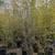 PLANTS PLANTS PLANTS PLANTS 8 thumbnail