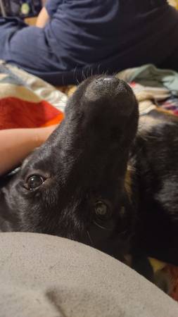 Puppy Needs Home (Lynnwood)64666876901249123