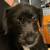 Schnauzer puppy 1 thumbnail
