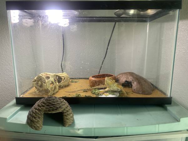 Rehome Juvenile Bearded Dragon (Las Vegas)63860183061251121