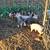 Feeder Pigs 1 thumbnail