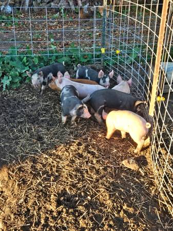 Feeder Pigs 1
