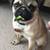 compactPugcuties 2 thumbnail