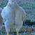 white cornish chicks 5 thumbnail