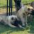 Kangal puppies 6 thumbnail