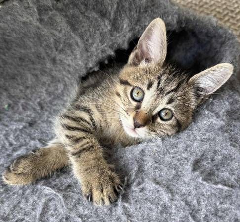 Rescue Dog/Cat Adoption Event - 9/2763921243983619121