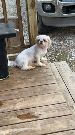 perra shih tzu (Plantersville)63859316923011124