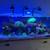 150 gallon truvu  salt water aquarium 4 thumbnail