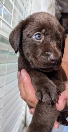 Rehoming labrador puppies (Jacksonville fl)63682121303553120