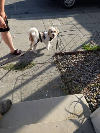 Encontrado: perro pequeño, joven, marrón y blanco (Oakland)63696507655299120
