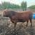 Red Angus 4 thumbnail