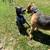 To good home Beautiful 3 year old pitsky for a small fee 4 thumbnail