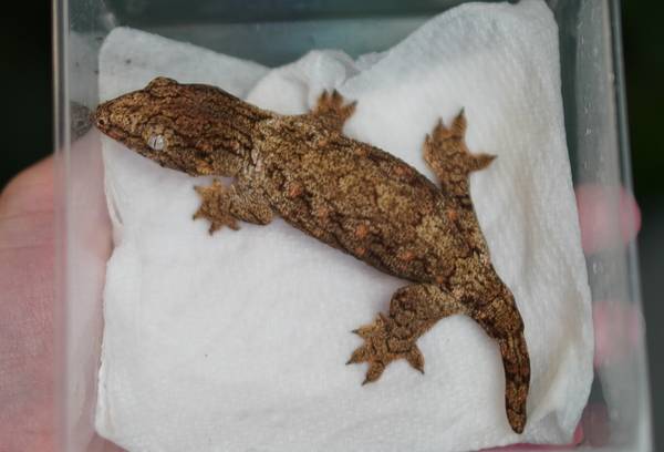 Crested, Gargoyle, and Leachianus Geckos64292512102658121