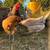 Prairie Blue Egger hens, 8 months old. 8 hens. 3 thumbnail