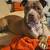 Boy dog 4 thumbnail
