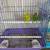 Parakeet for sale 5 thumbnail