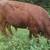 Registered Dexter Bull 7 thumbnail