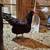 Chickens available 5 thumbnail