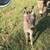 Mini donkeys 8 thumbnail