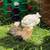 Chicks 1 thumbnail