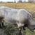 Jersey x heifer 3 thumbnail