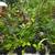 Assorted 'Starter' Tropicals For Sale! 15 thumbnail