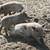 Mangalitsa Pigs - DELIVERY AVAILABLE 3 thumbnail