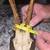 European Roe Horns 3 thumbnail